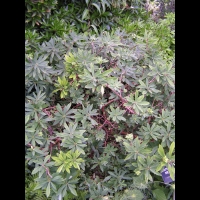 Illicium anisatum - Badianier (01)